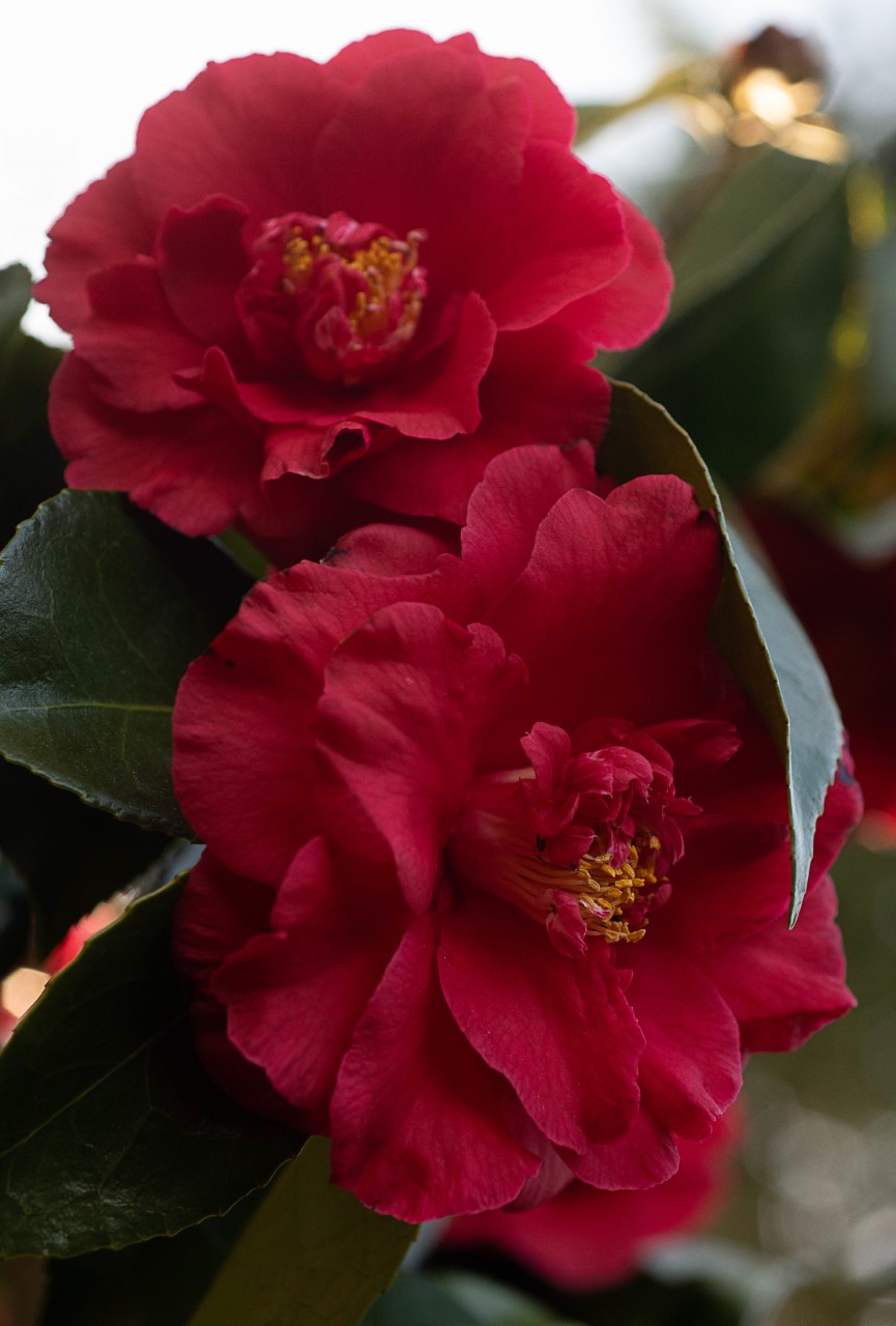 C. japonica 'Grand Slam'